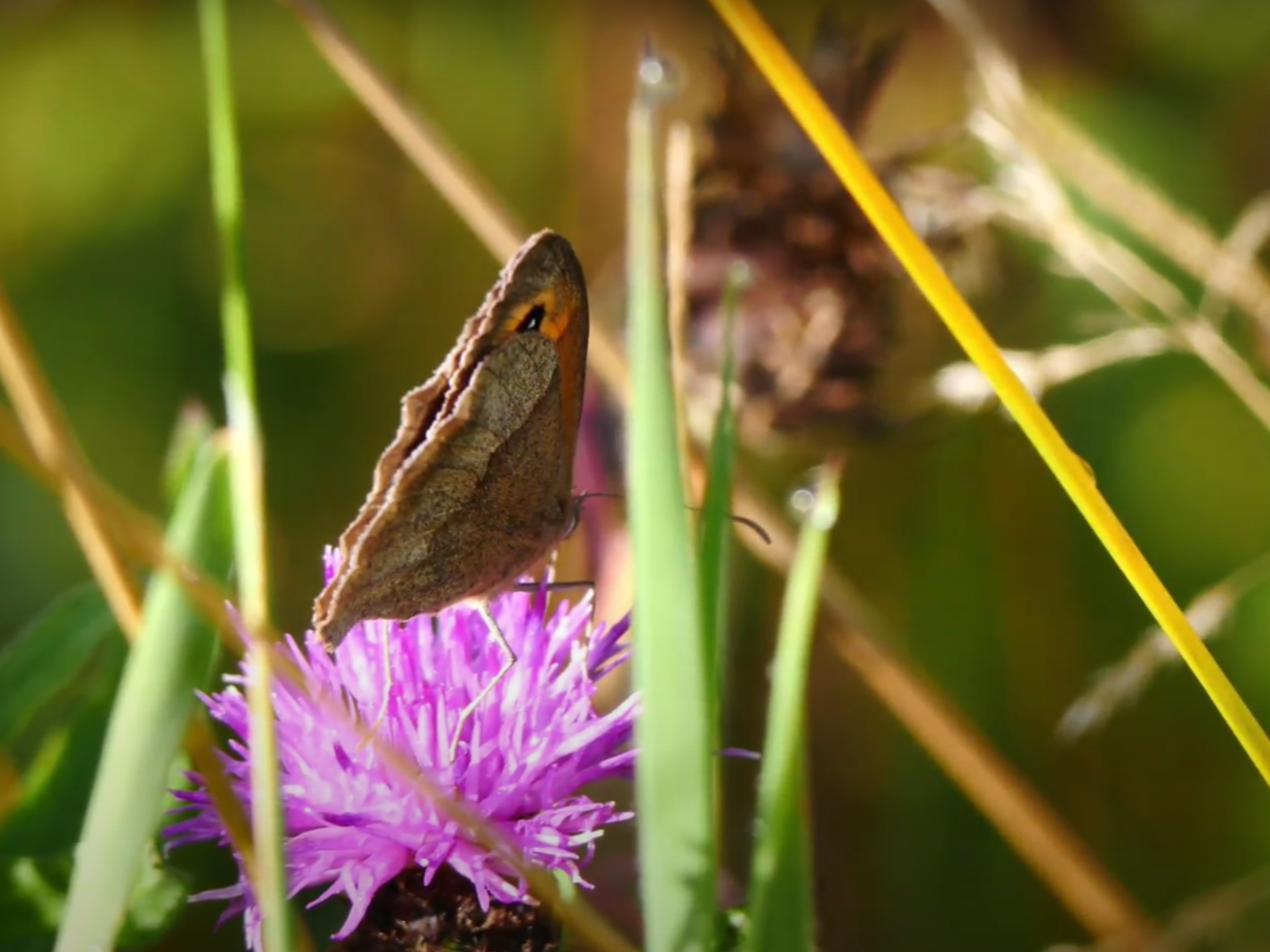 woodmeadow butterfly 2